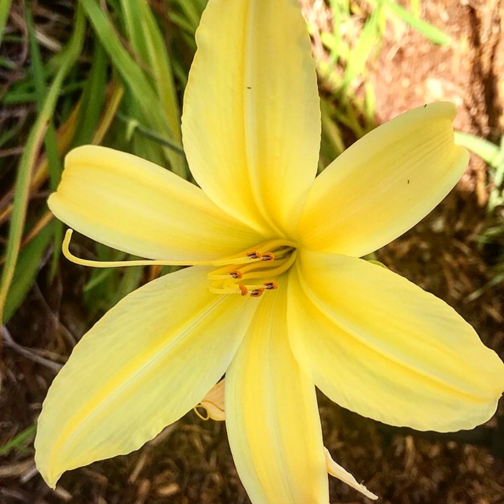 Meet your Posher, Bluedafish